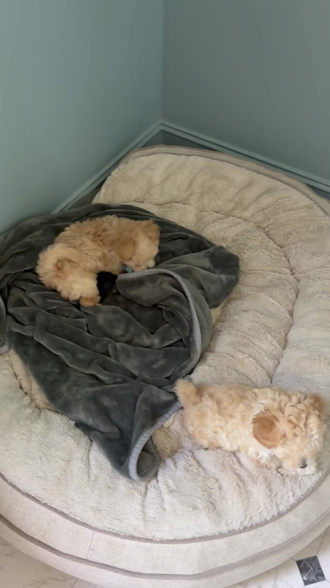 Maltipoo dogs for sale: Maltipoo 1 - Video 1
