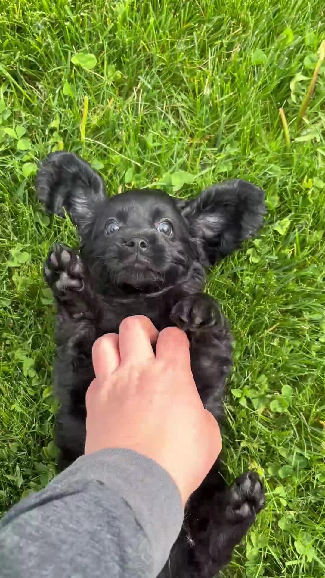 Cavapoo dogs for sale: Shadow - Video 1