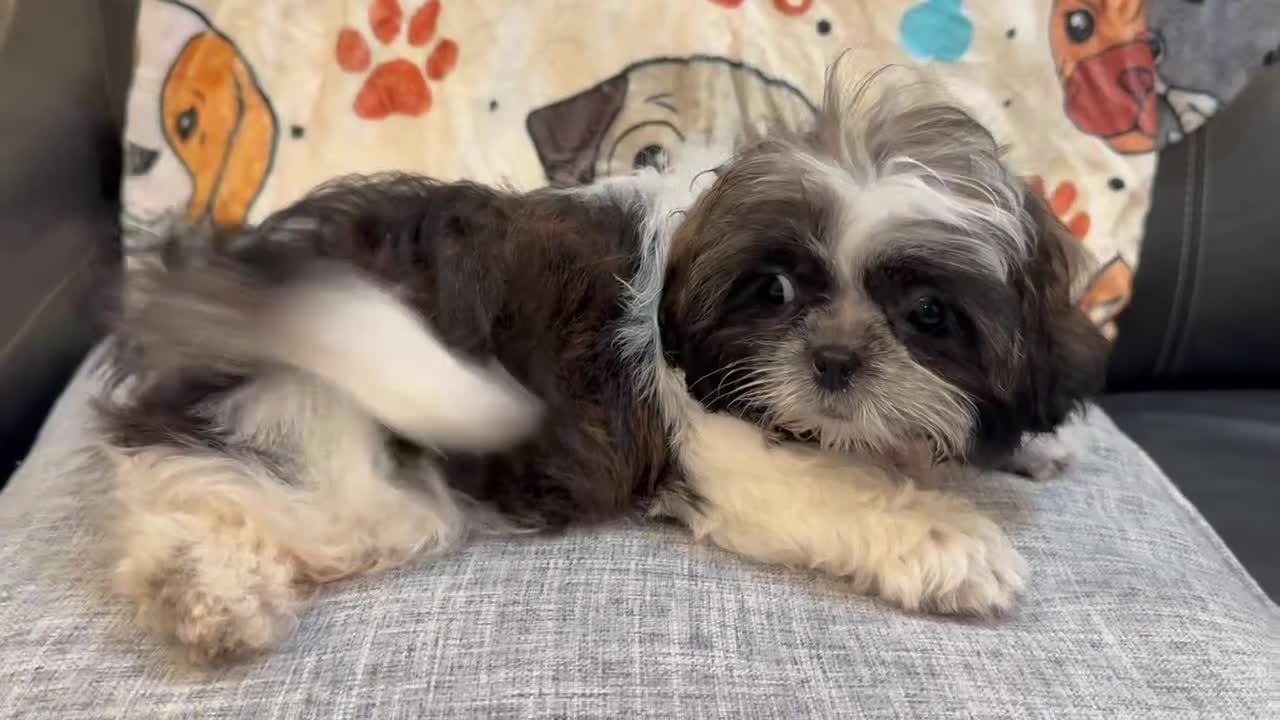 Shih Tzu dogs for sale: Luc - Video 1