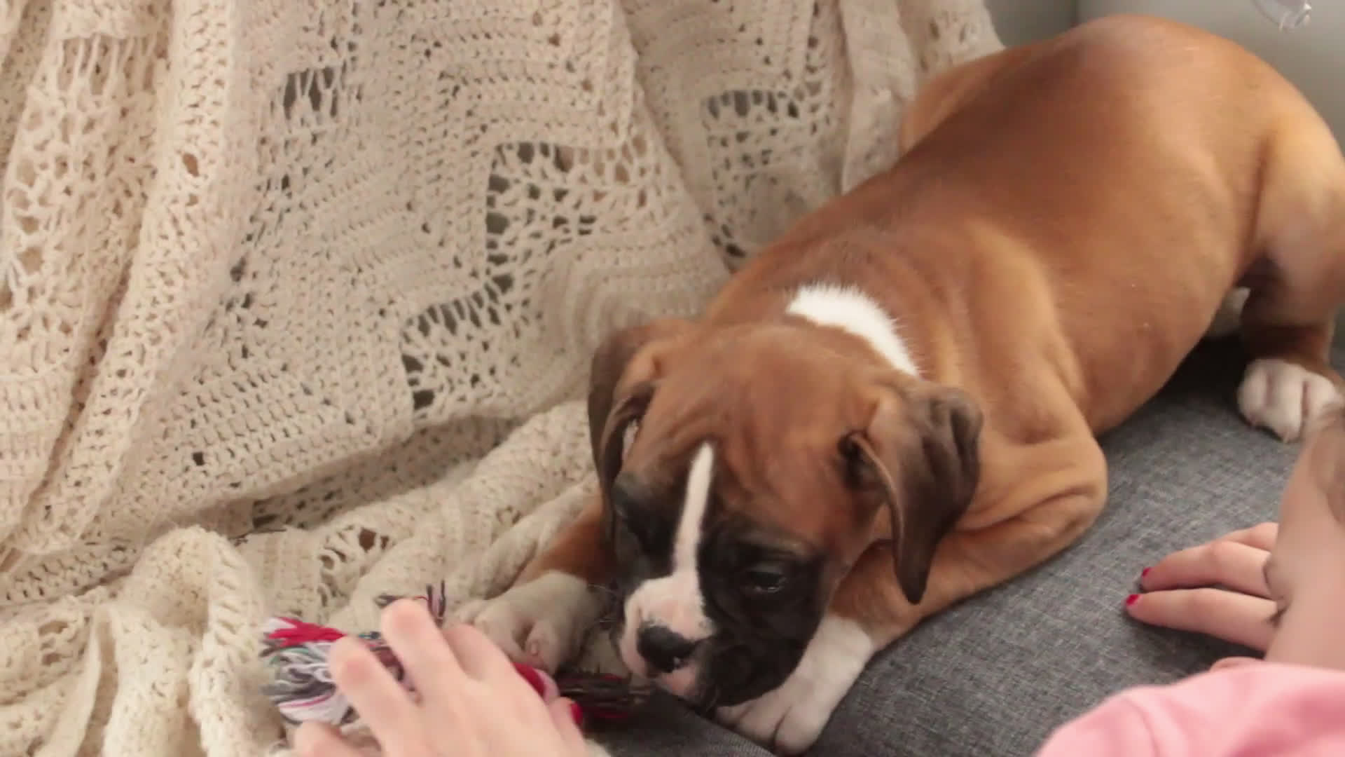 Boxer dogs for sale: Molly - Video 3
