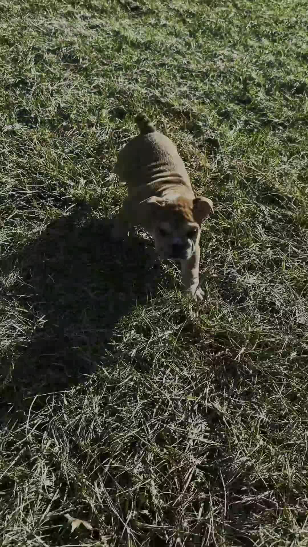 English Bulldog dogs for sale: Hulk - Video 1