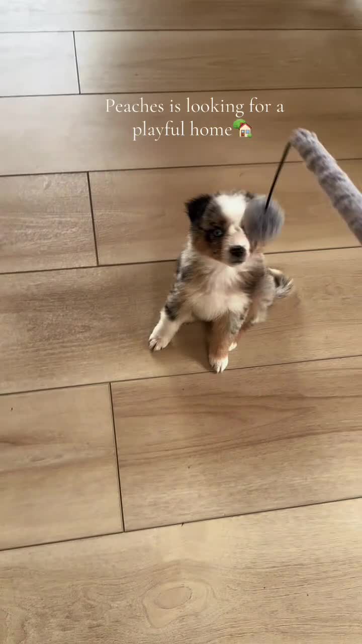 Australian Shepherd dogs for sale: Peaches 🍑  - Video 1