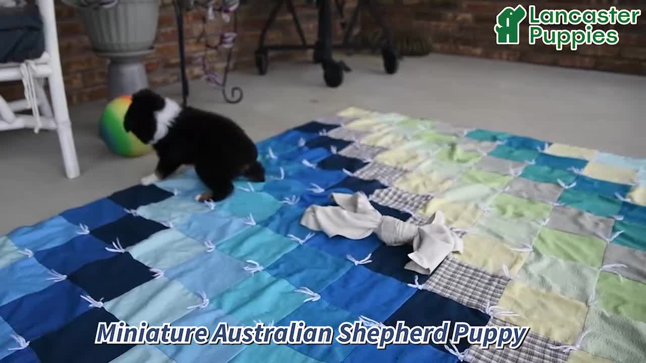Miniature Australian Shepherd dogs for sale: Geo - Video 1