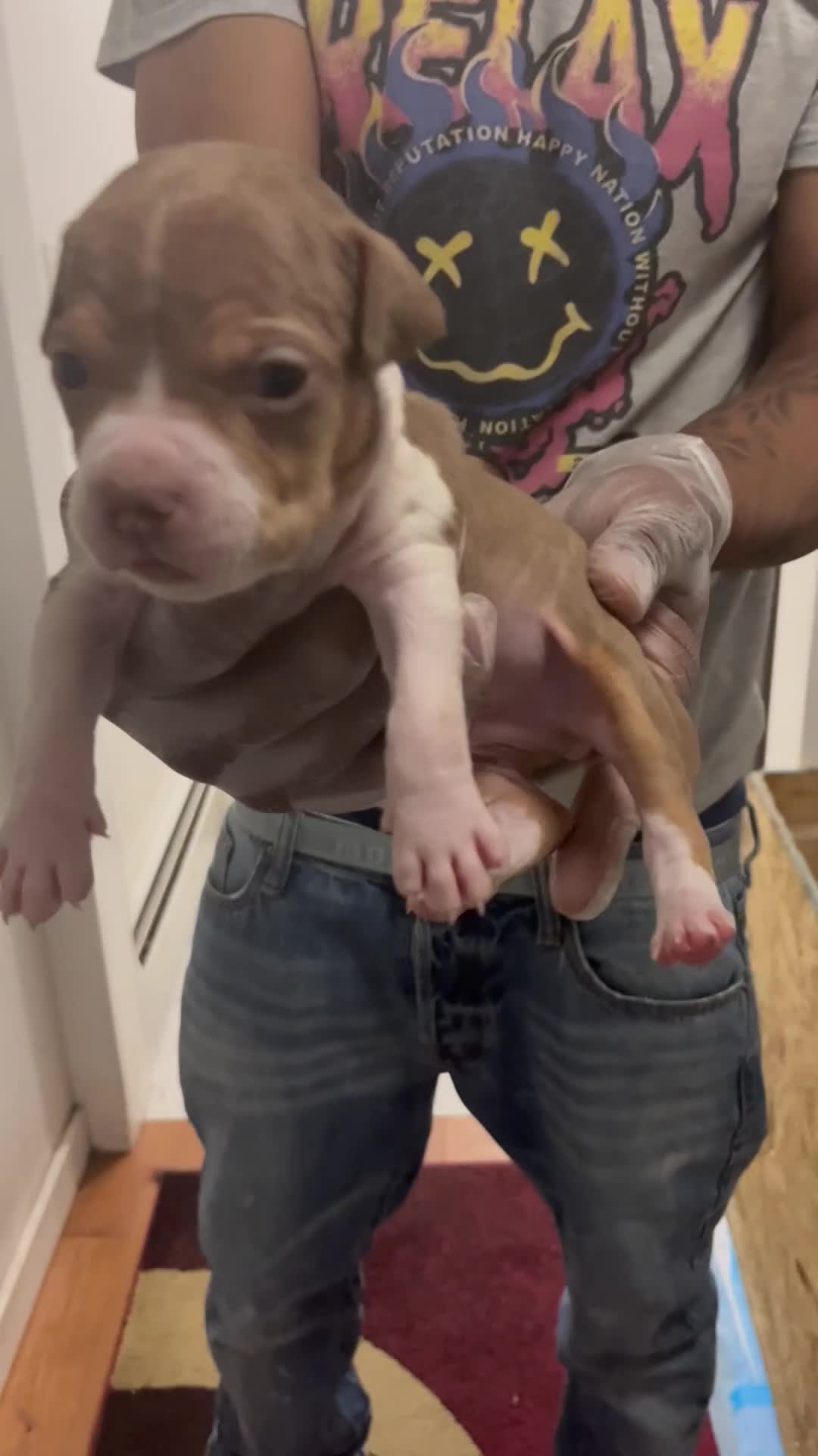 American Pit Bull Terrier dogs for sale: American Pit Bull Terrier 1 - Video 1
