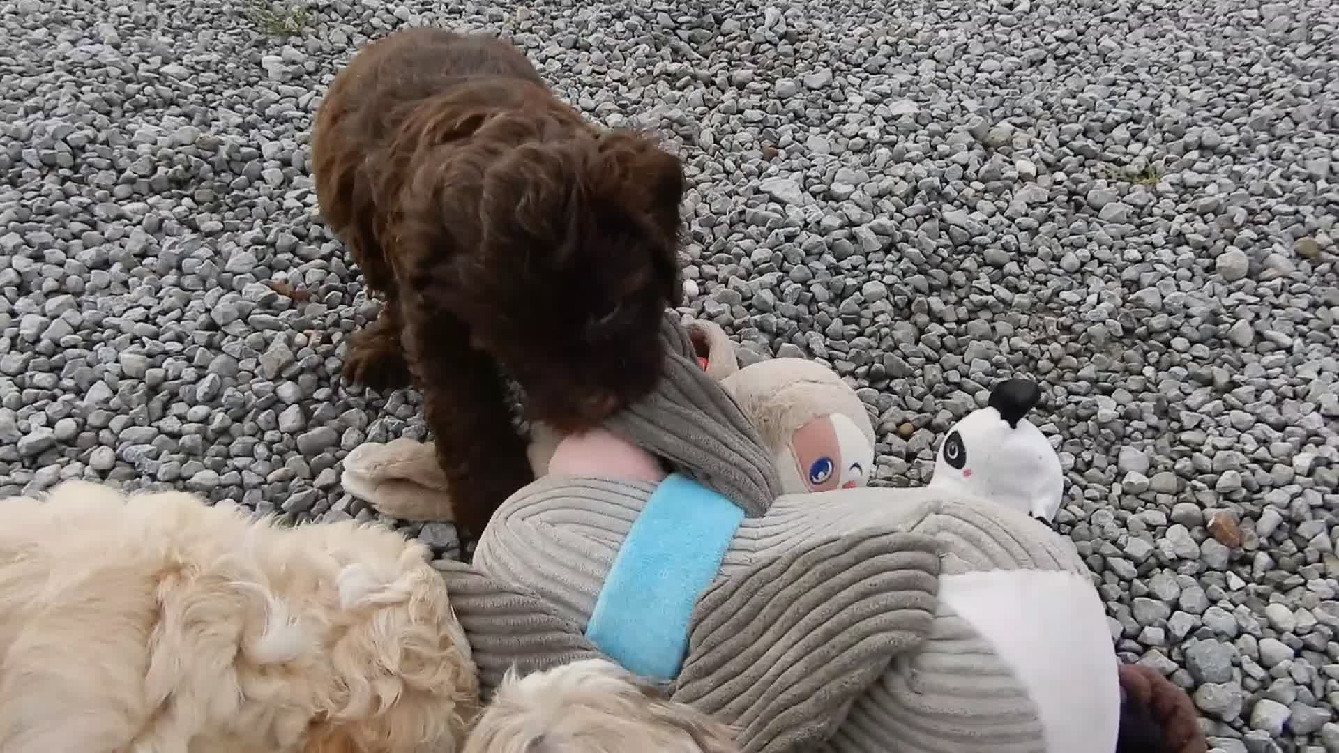 Cockapoo dogs for sale: Amber - Video 2