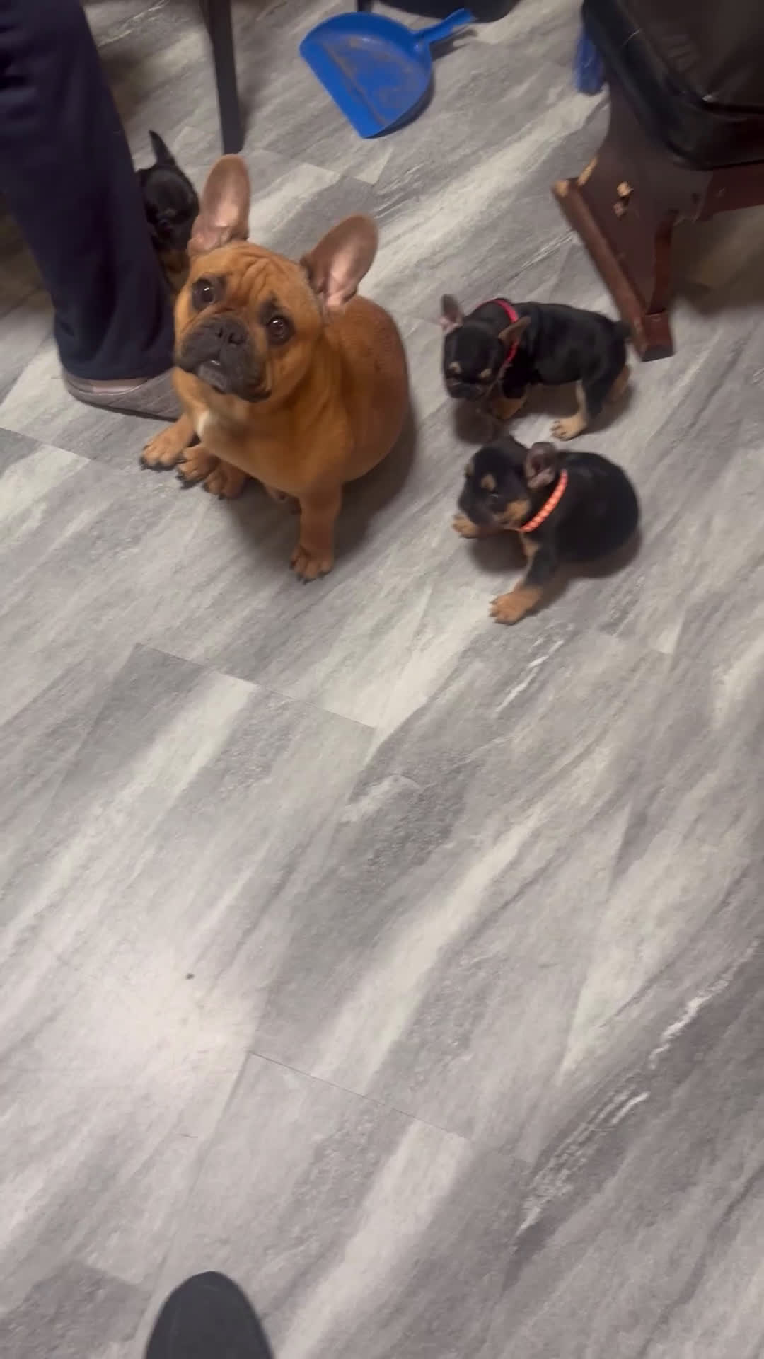 French Bulldog dogs for sale: French Bulldog Puppy 2 - Video 2