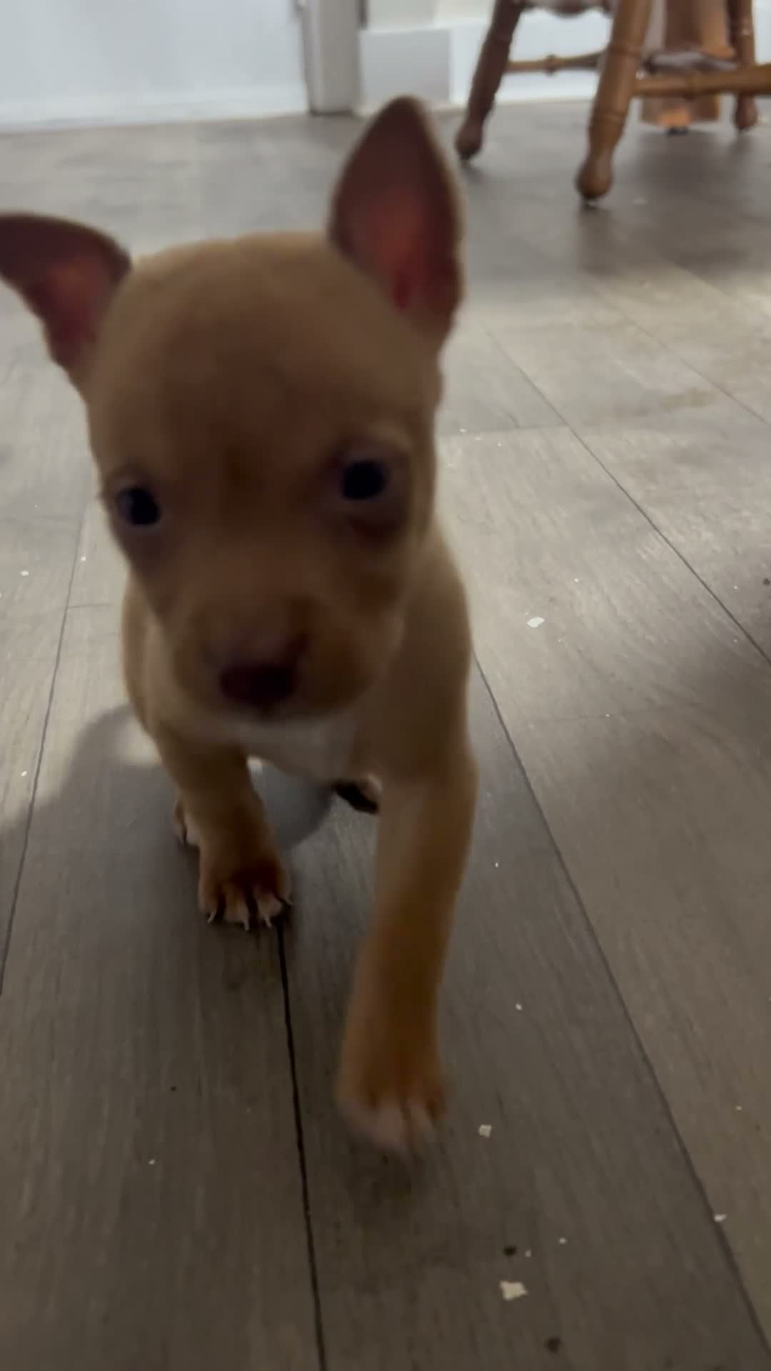 Mixed Breed dogs for sale: Boy 2 - Video 1