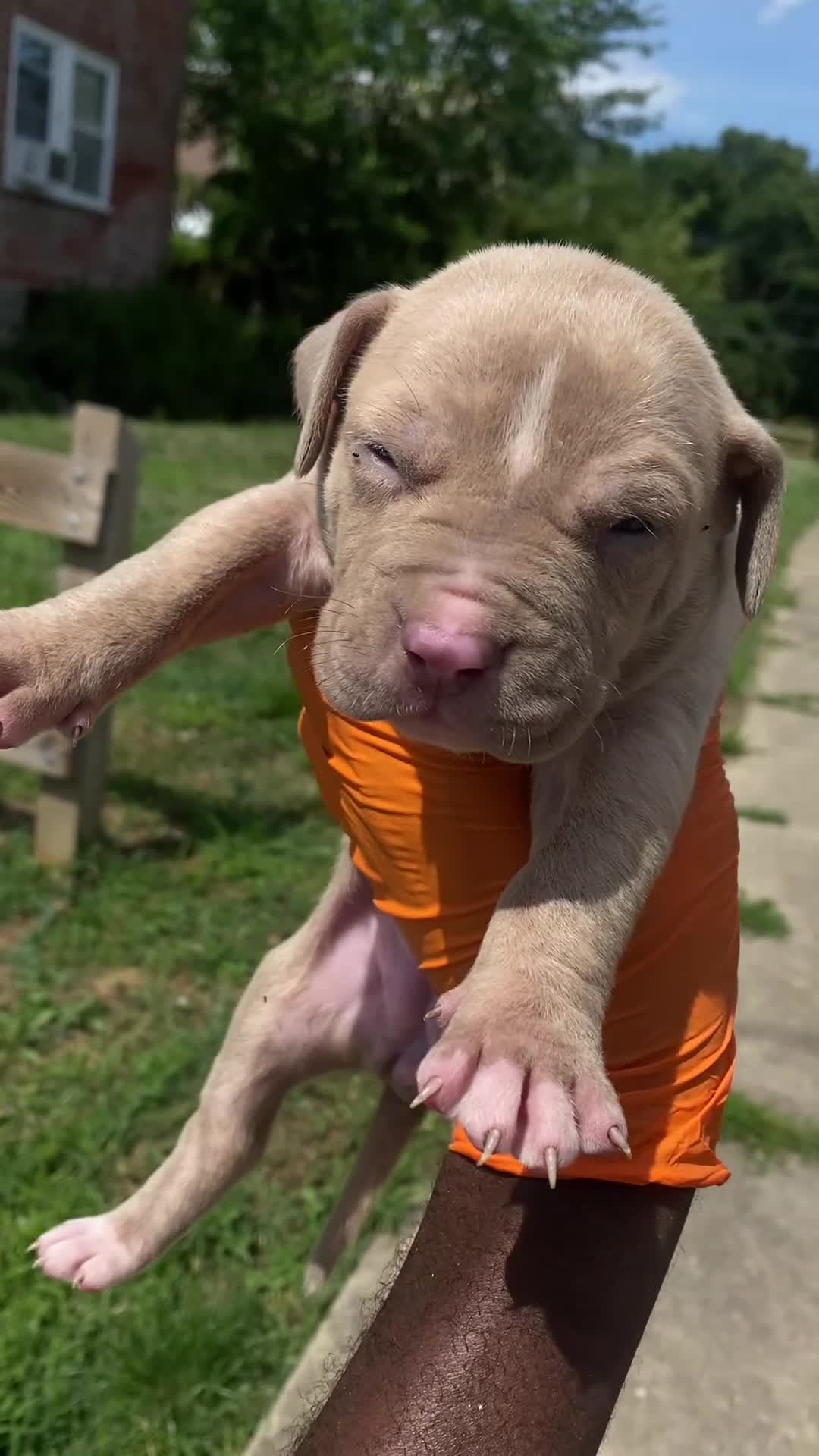 American Bully dogs for sale: American Bully 1 - Video 1