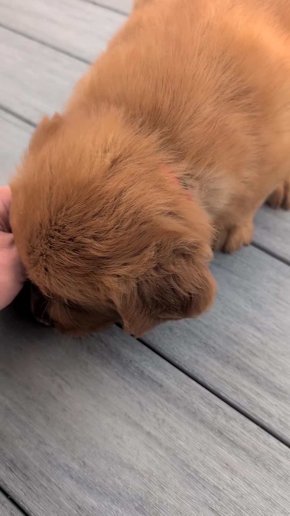 Golden Retriever dogs for sale: Benson - Video 1