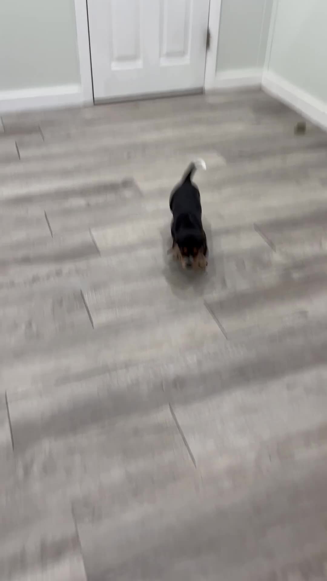 Beagle dogs for sale: Star - Video 1