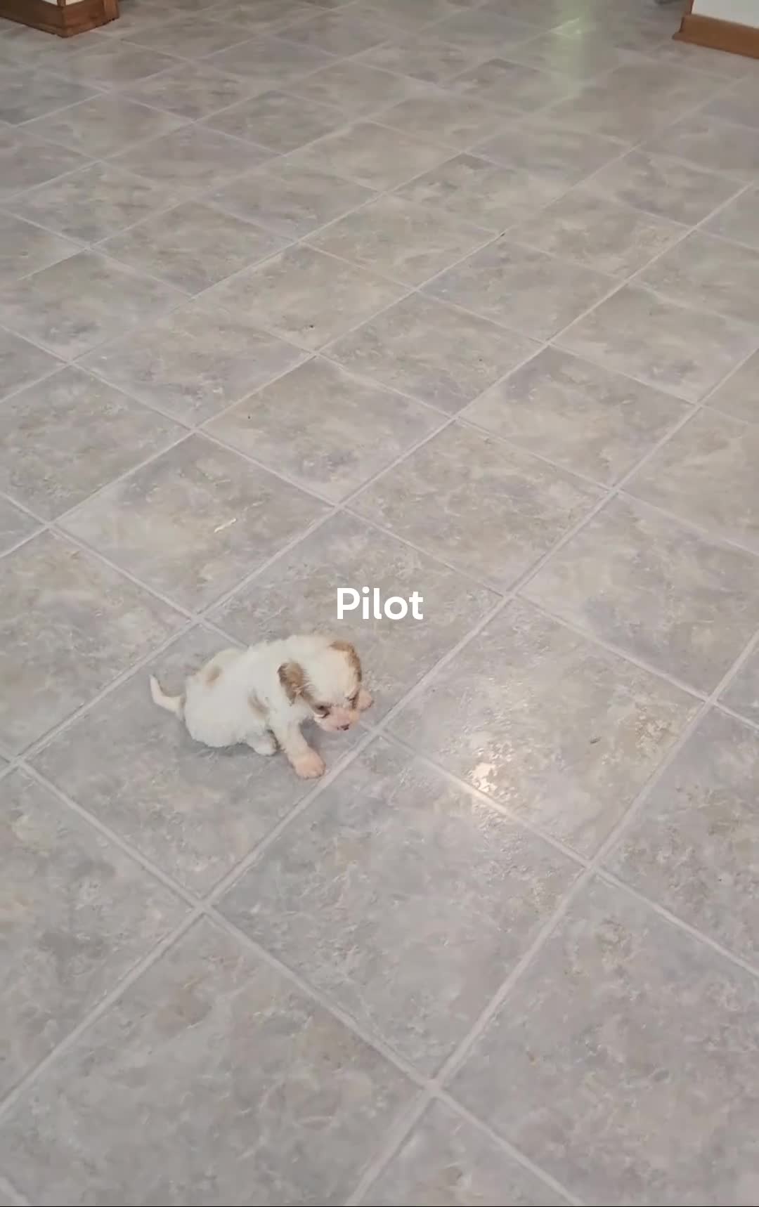 Cavapoo dogs for sale: Pilot - Video 1