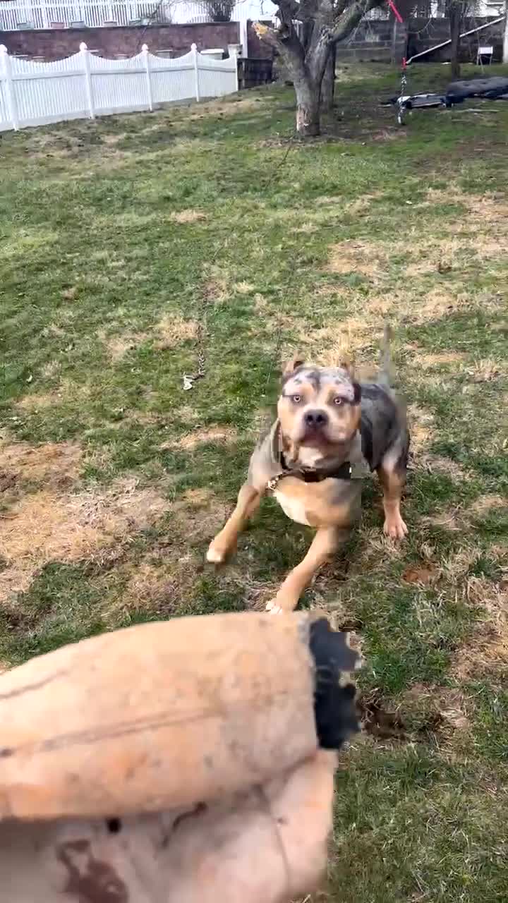 American Bully dogs for sale: American Bully Puppy 7 - Video 3