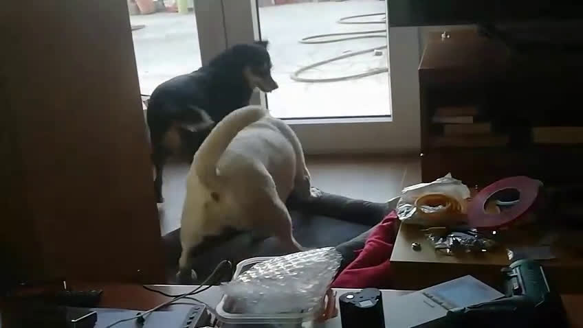 Mixed Breed dogs for sale: Mixed Breed Puppy 1 - Video 1