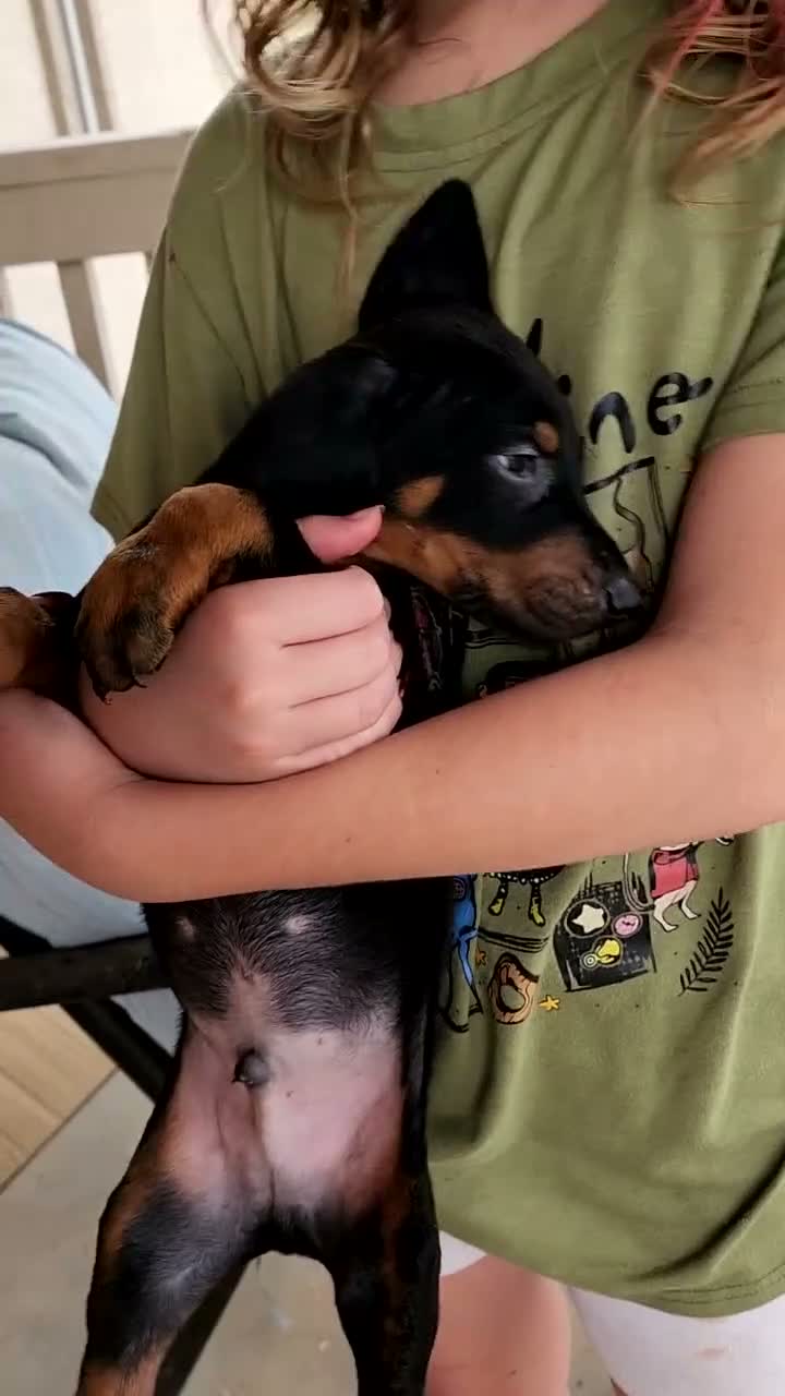 Doberman Pinscher dogs for sale: Jessica M1 - Video 1