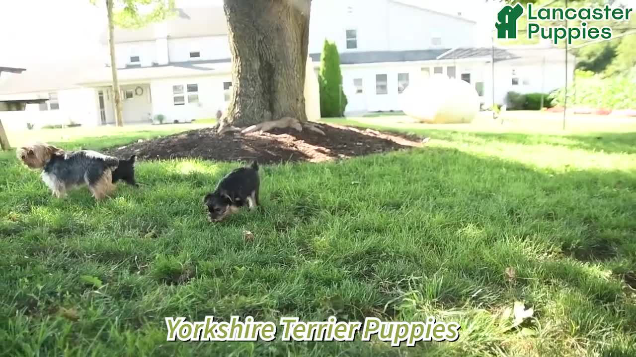 Yorkshire Terrier dogs for sale: Michael - Video 1