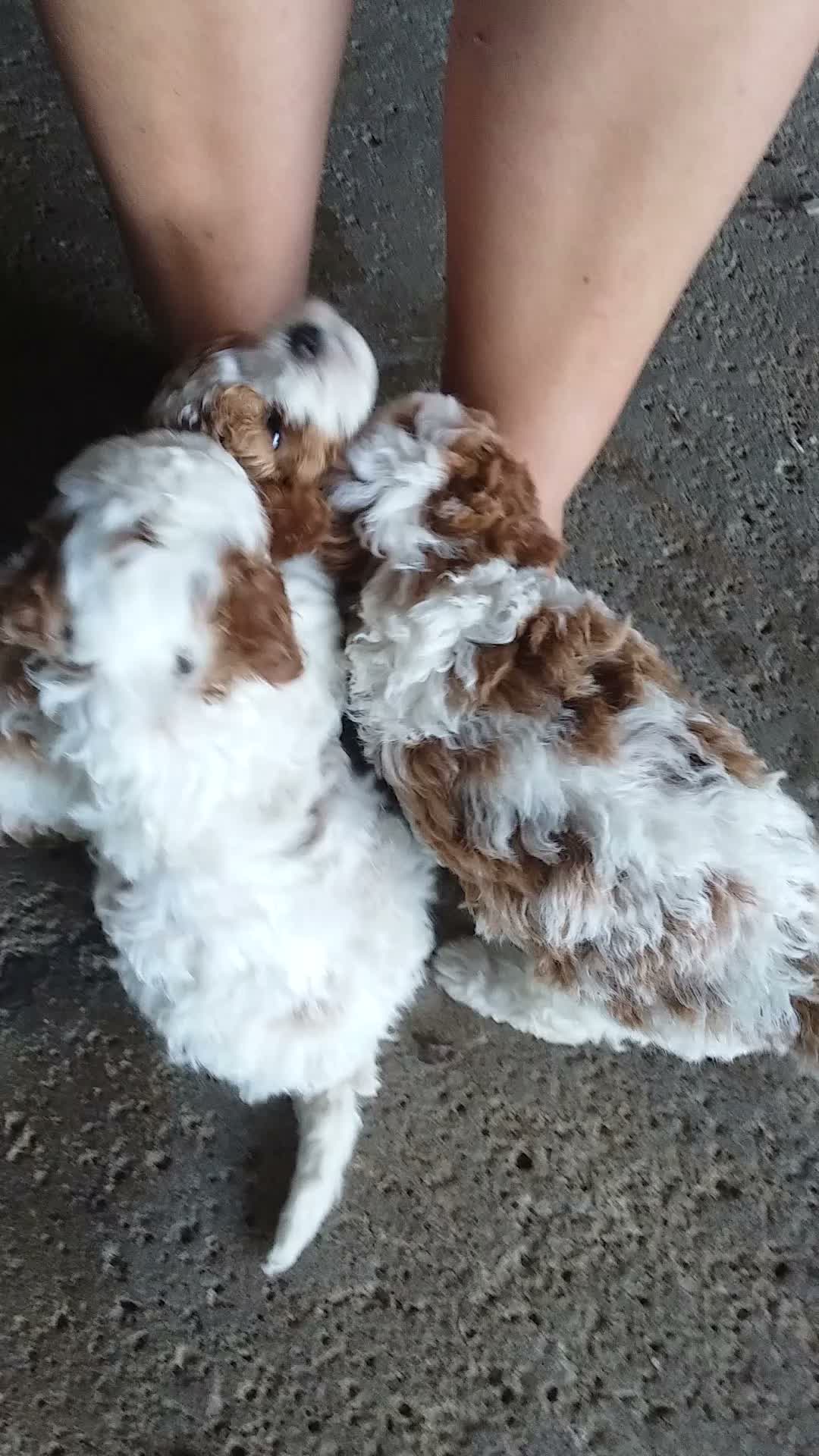 Cavapoo dogs for sale: Cavapoo 3 - Video 1