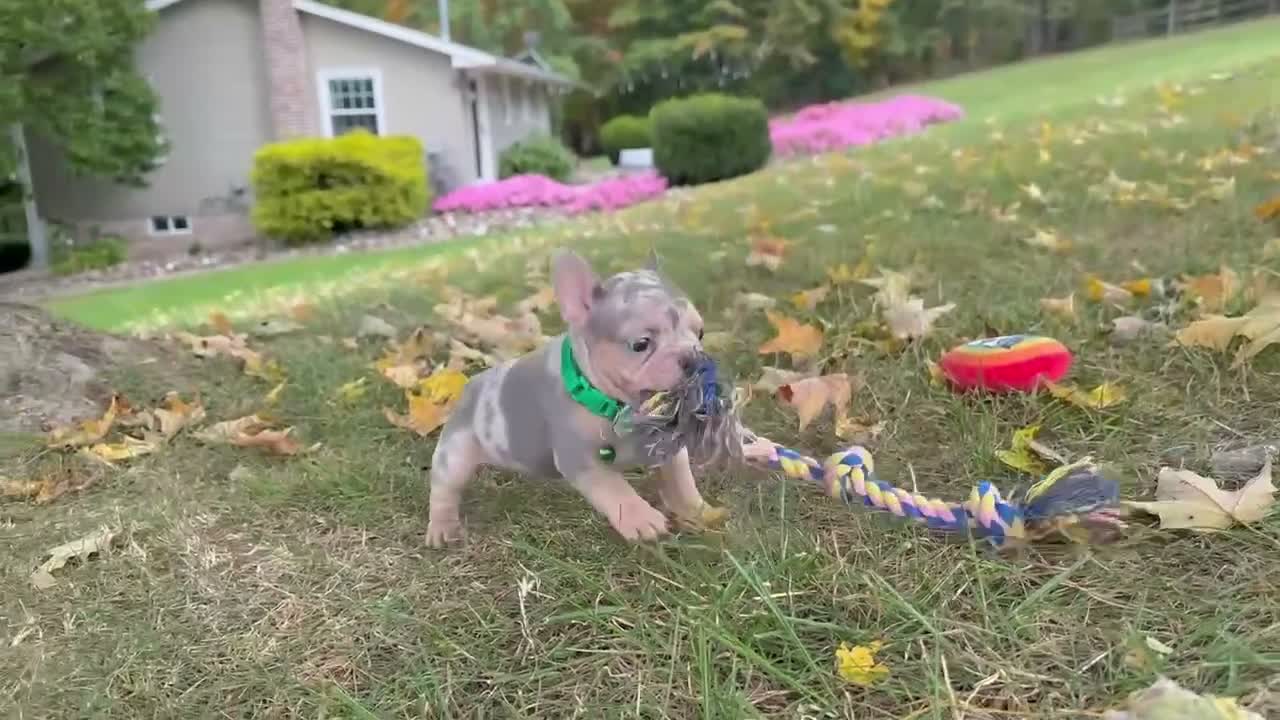 French Bulldog dogs for sale: Bella Rose 🌹  - Video 1