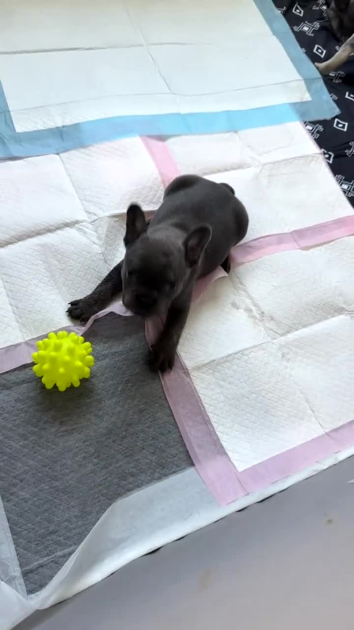 French Bulldog dogs for sale: French Bulldog Puppy 4 - Video 1