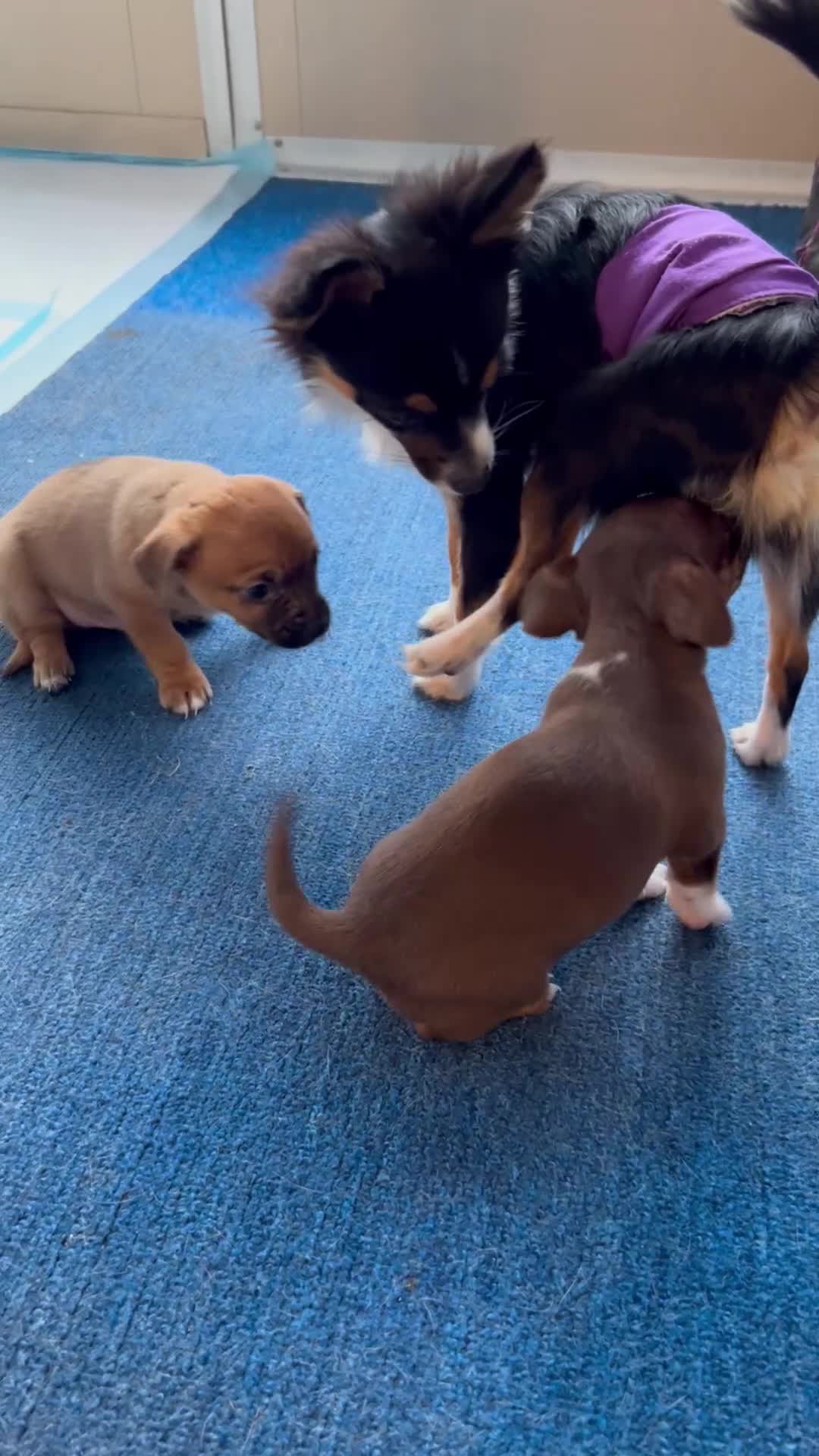 Mixed Breed dogs for sale: Mixed Breed 1 - Video 1