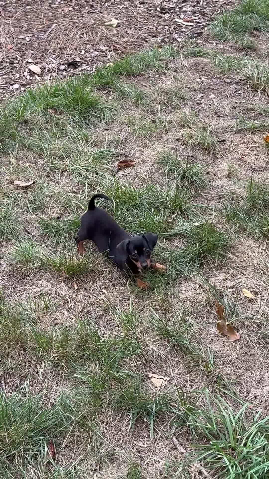 Chiweenie dogs for sale: Dora - Video 1