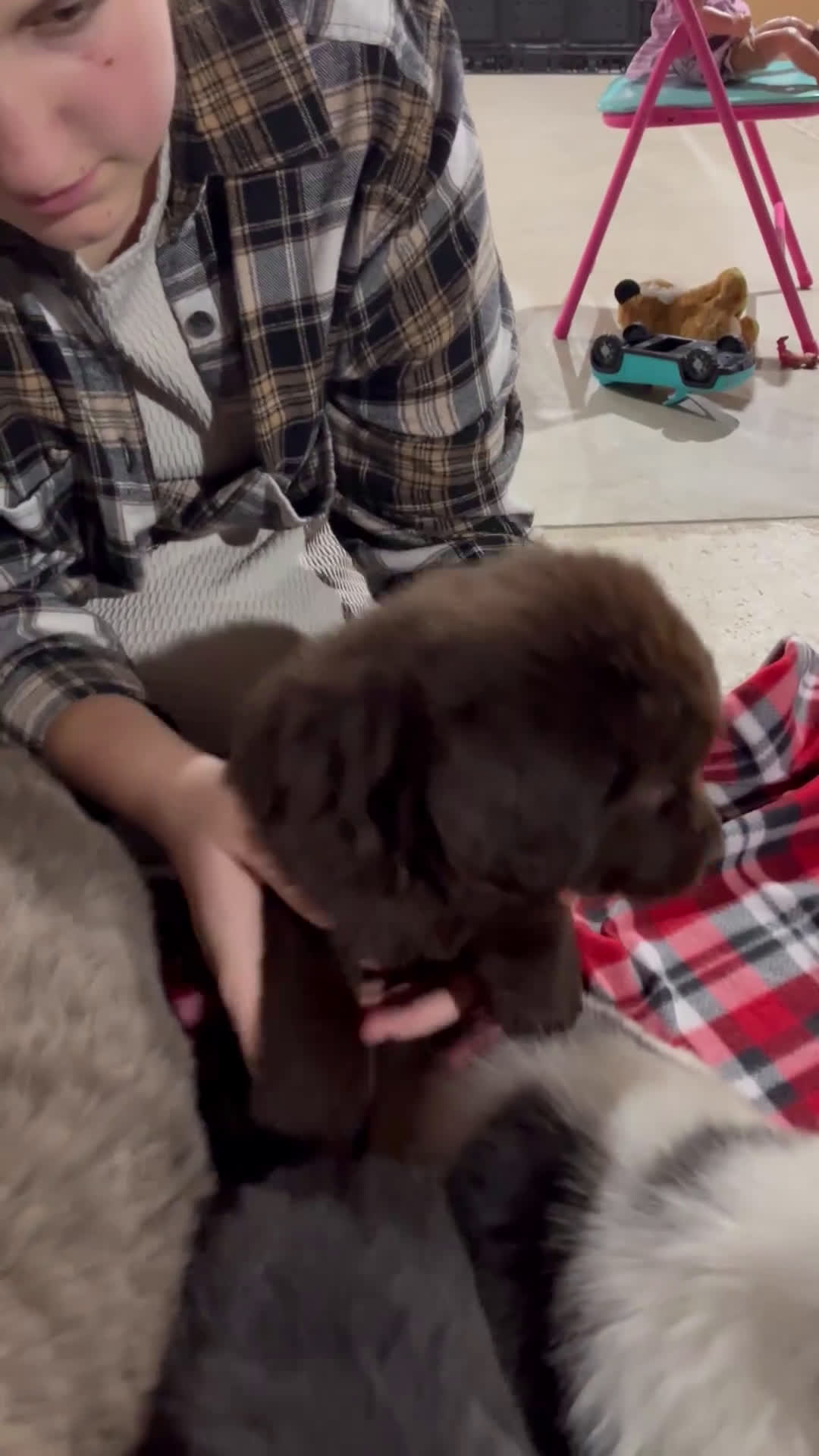 Newfoundland dogs for sale: Holly - Video 2