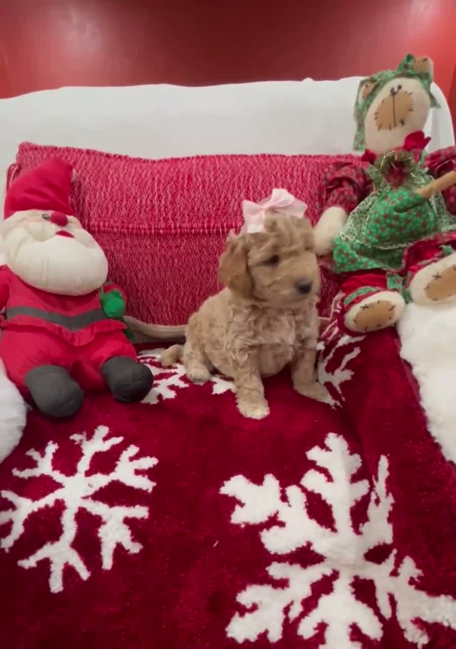 Mini Goldendoodle dogs for sale: Mini Goldendoodle Chantilly - Video 1