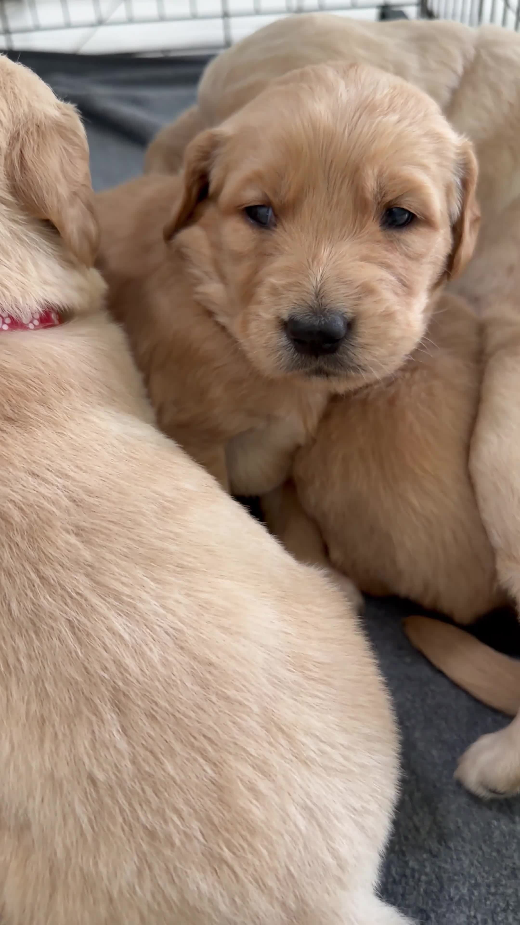 Golden Retriever dogs for sale: Florence  - Video 1