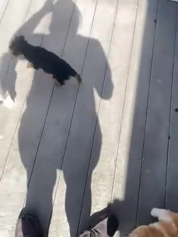 Yorkshire Terrier dogs for sale: Yorkshire Terrier Puppy 2 - Video 1