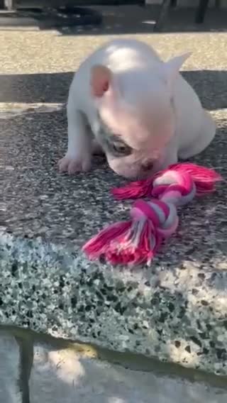 French Bulldog dogs for sale: Timmy French Bulldog  - Video 1