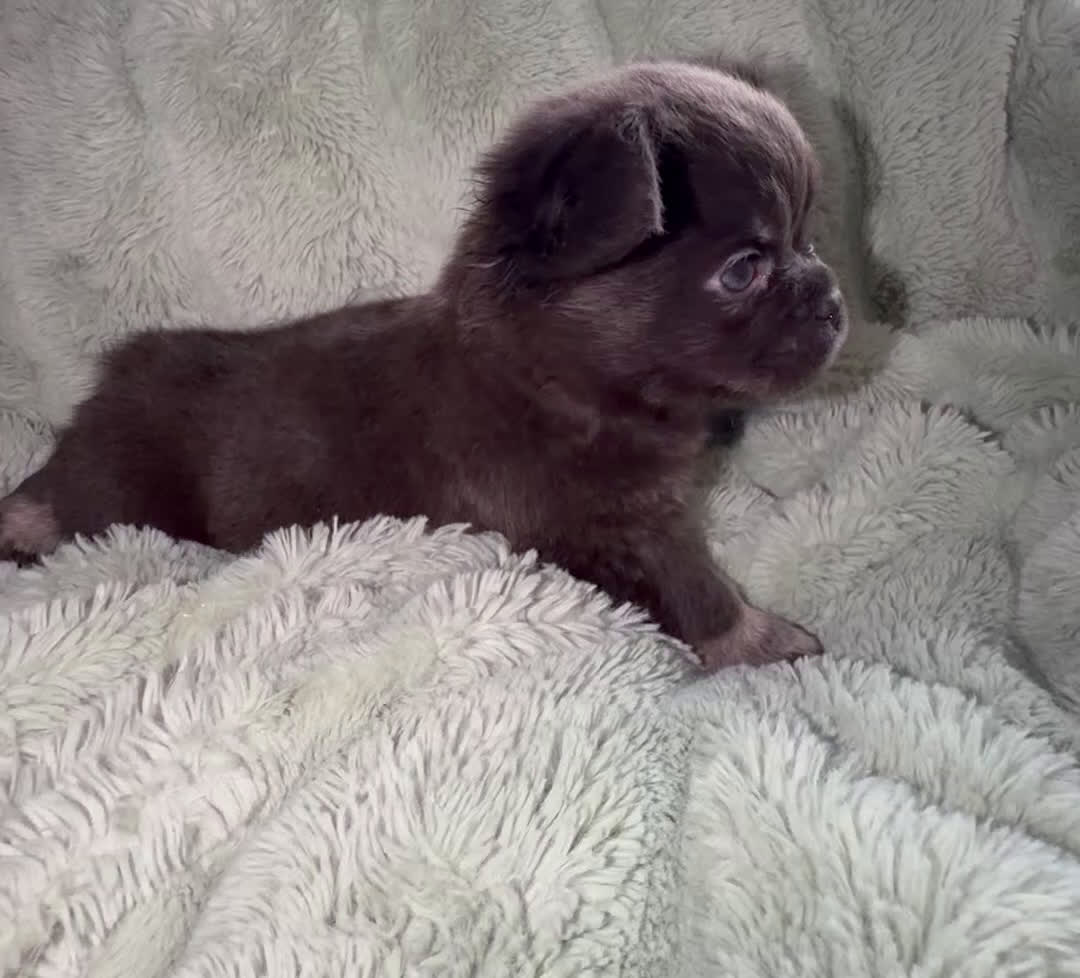 French Bulldog dogs for sale: Sleepy - Video 1