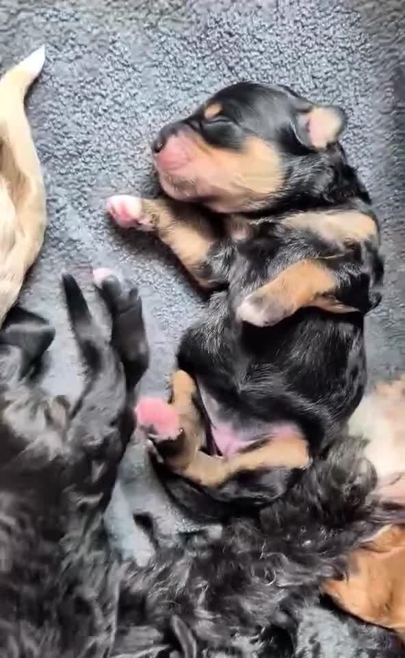 Bernedoodle dogs for sale: Bernedoodle 5 - Video 1