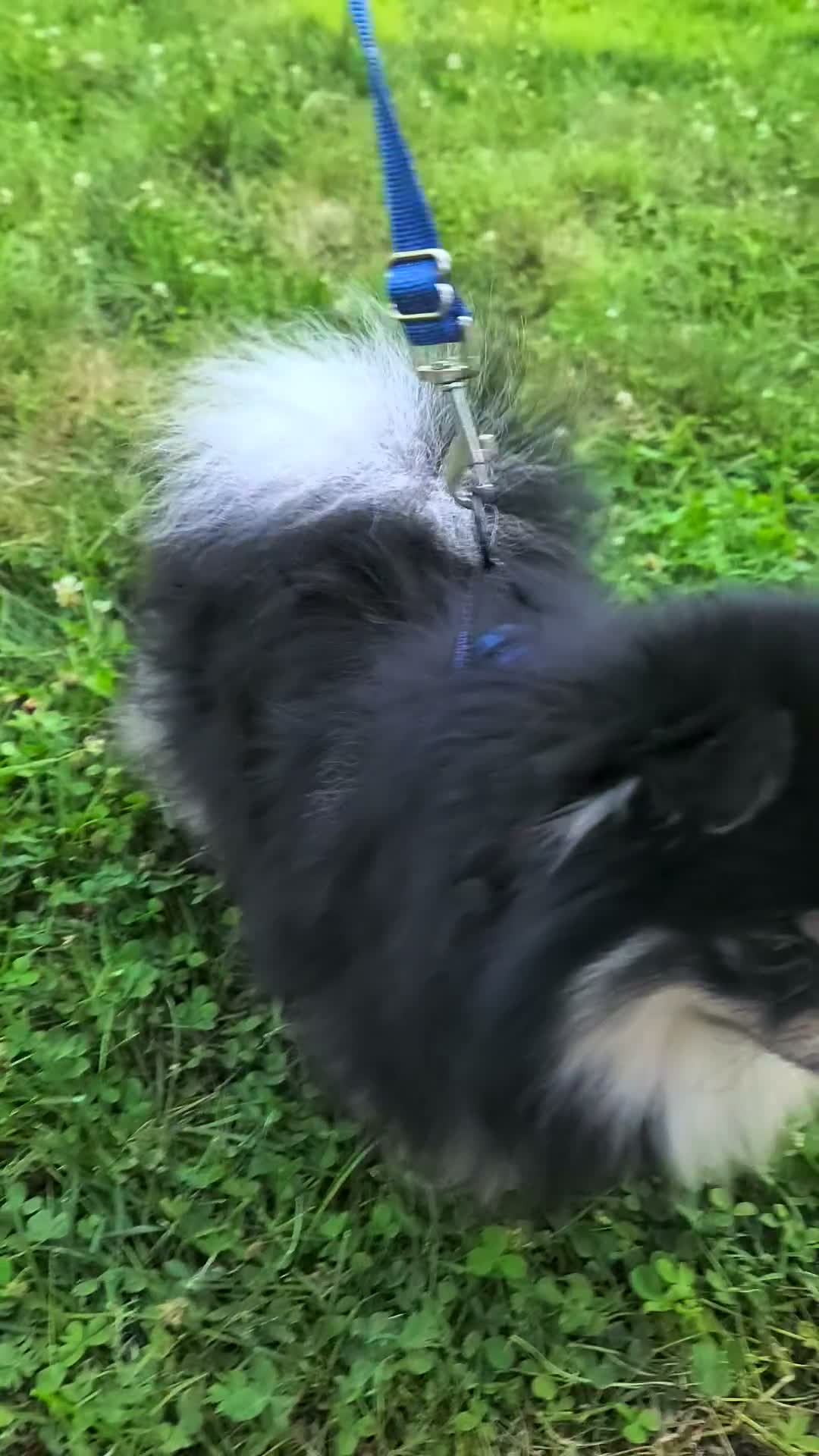 Pomeranian dogs for sale: Barney - Video 1
