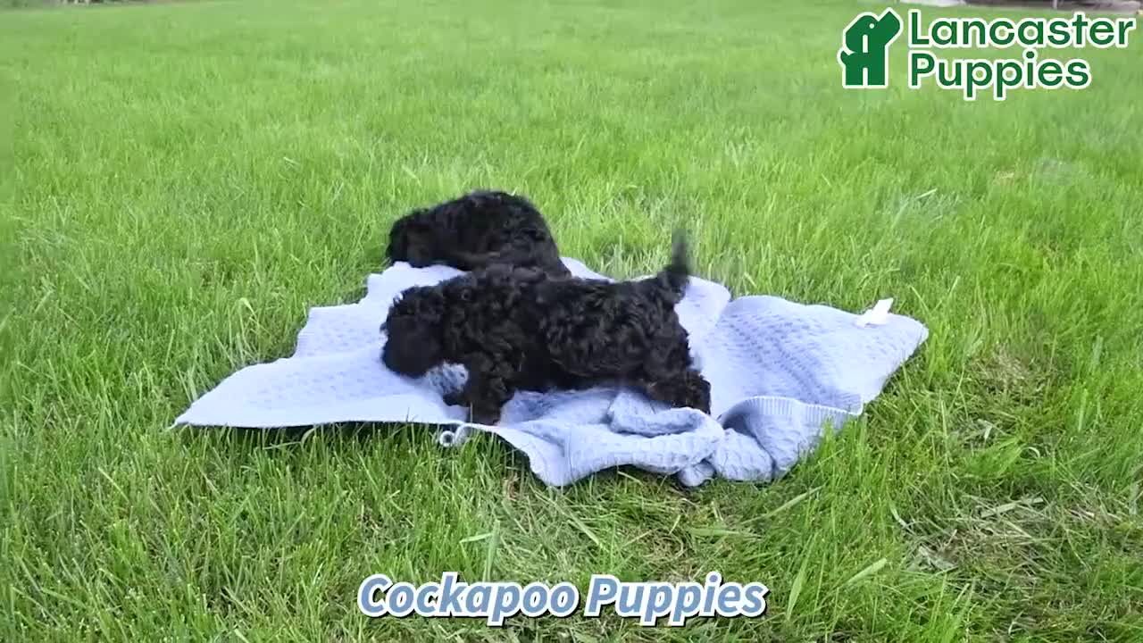 Cockapoo dogs for sale: Tulip - Video 1
