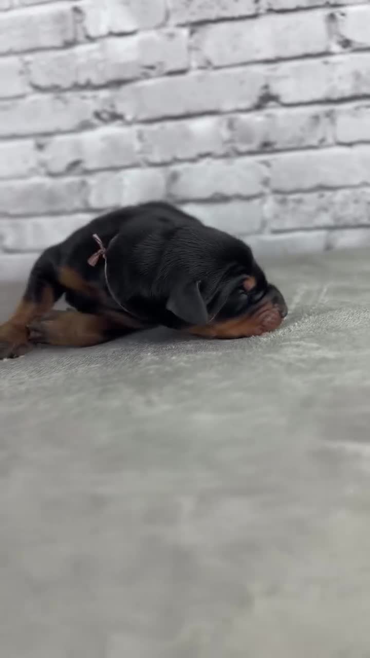 Doberman Pinscher dogs for sale: Phantom's M'VP of the WNBA "A'Ja Wilson""European - Video 2