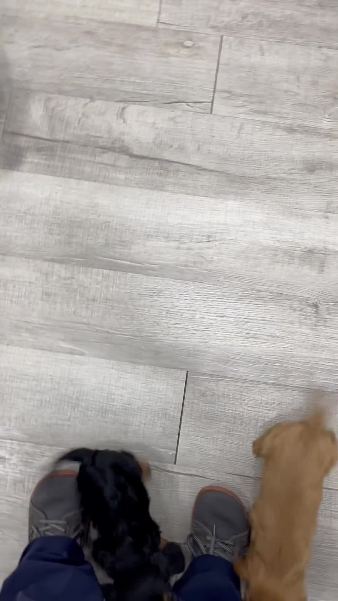 Cavalier King Charles Spaniel dogs for sale: Maya - Video 2