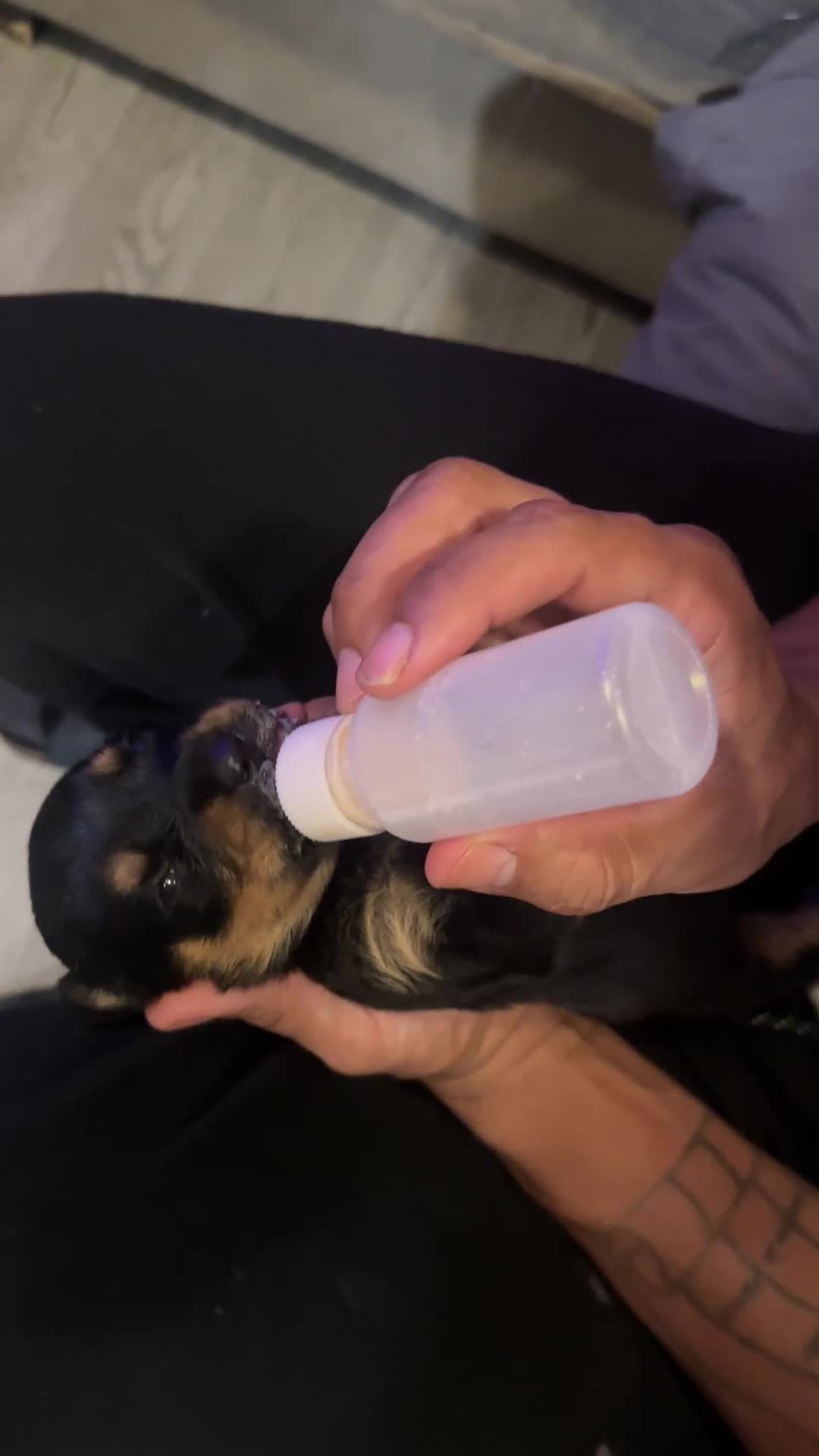 Rottweiler dogs for sale: Winny - Video 1