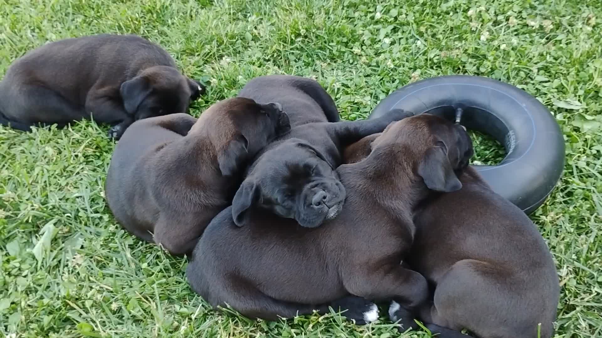 Mixed Breed dogs for sale: Cheddar - Video 1