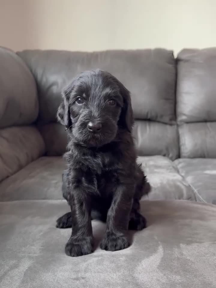 Double Doodle dogs for sale:  Amethyst - Video 1