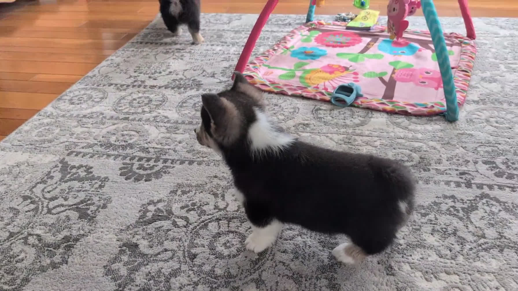 Welsh Corgi Pembroke dogs for sale: Nemo - Video 1