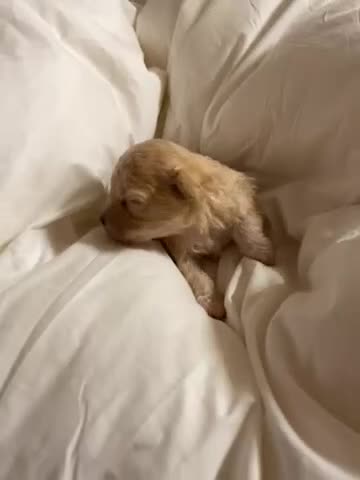 Shihpoo dogs for sale: Shihpoo 1 - Video 1