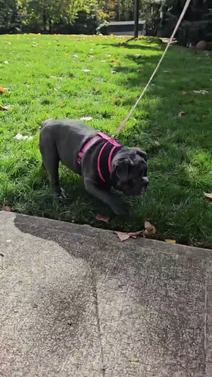 English Bulldog dogs for sale: Aurora - Video 1