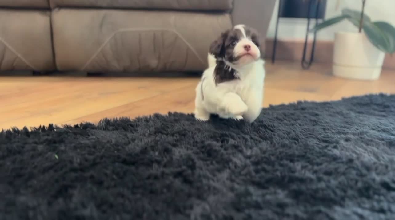 Havapoo dogs for sale: Millie - Video 2