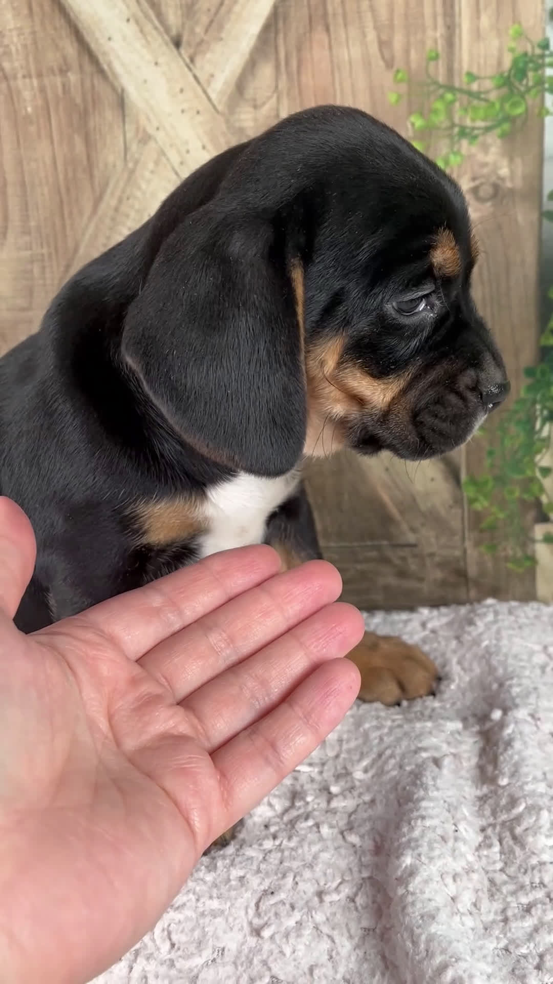 Beabull dogs for sale: Wendy - Video 1