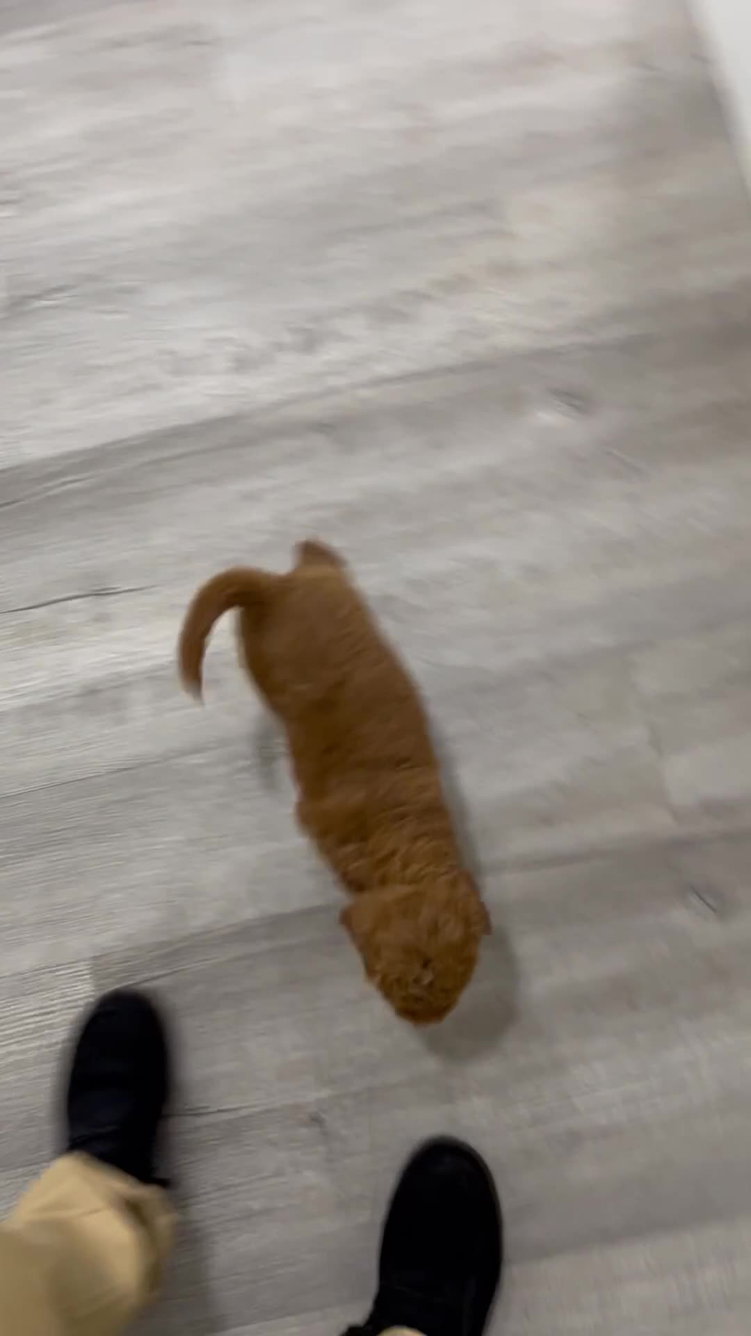Mini Goldendoodle dogs for sale: Chloe - Video 1