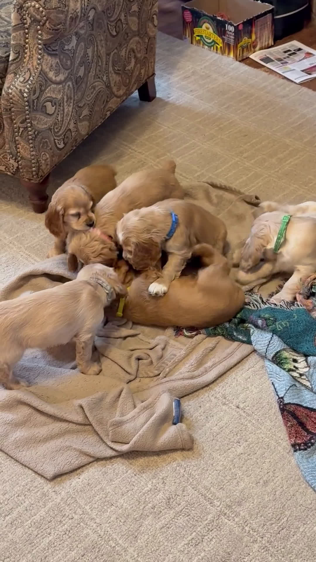 Cocker Spaniel dogs for sale: Cocker Spaniel Puppy FERN - Video 2