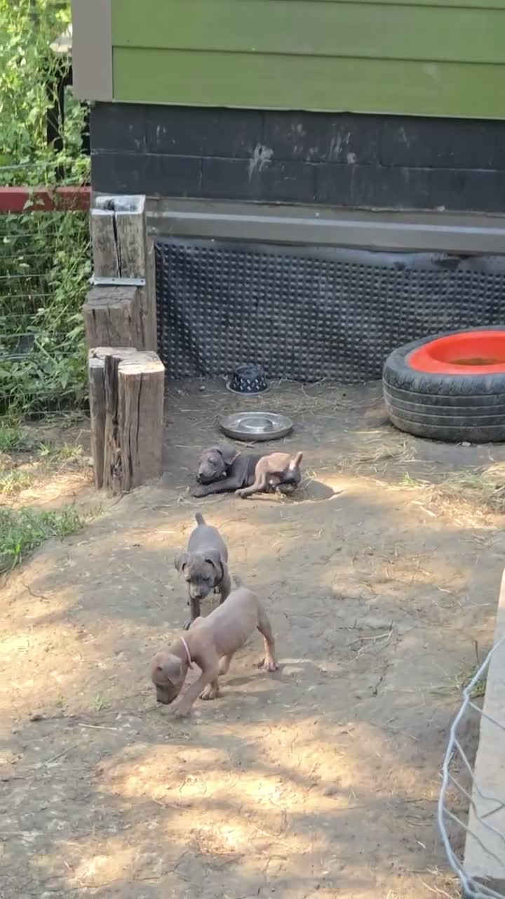 Cane Corso dogs for sale: Cane Corso 6 - Video 1