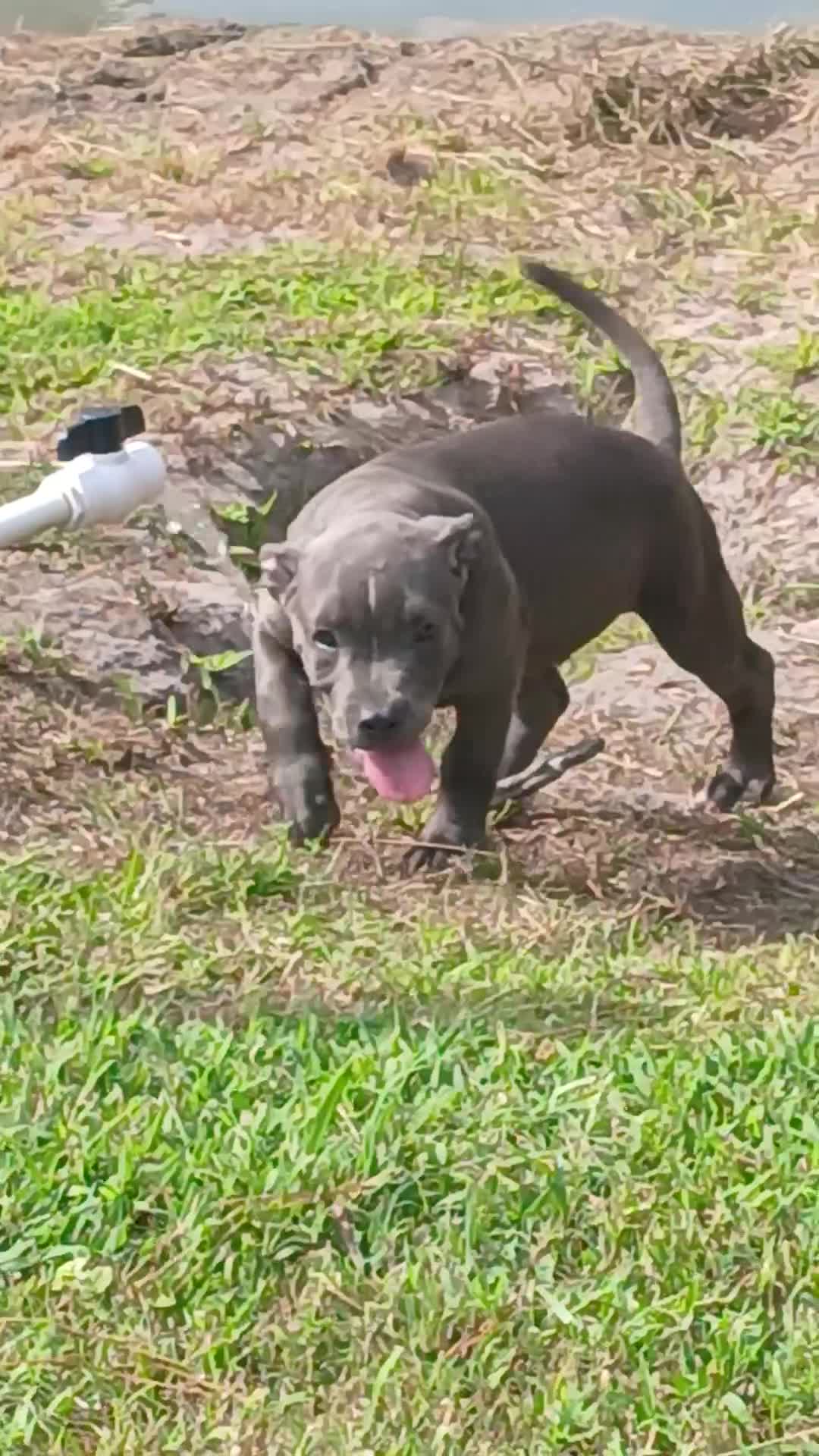 American Bully dogs for sale: American Bully 1 - Video 2