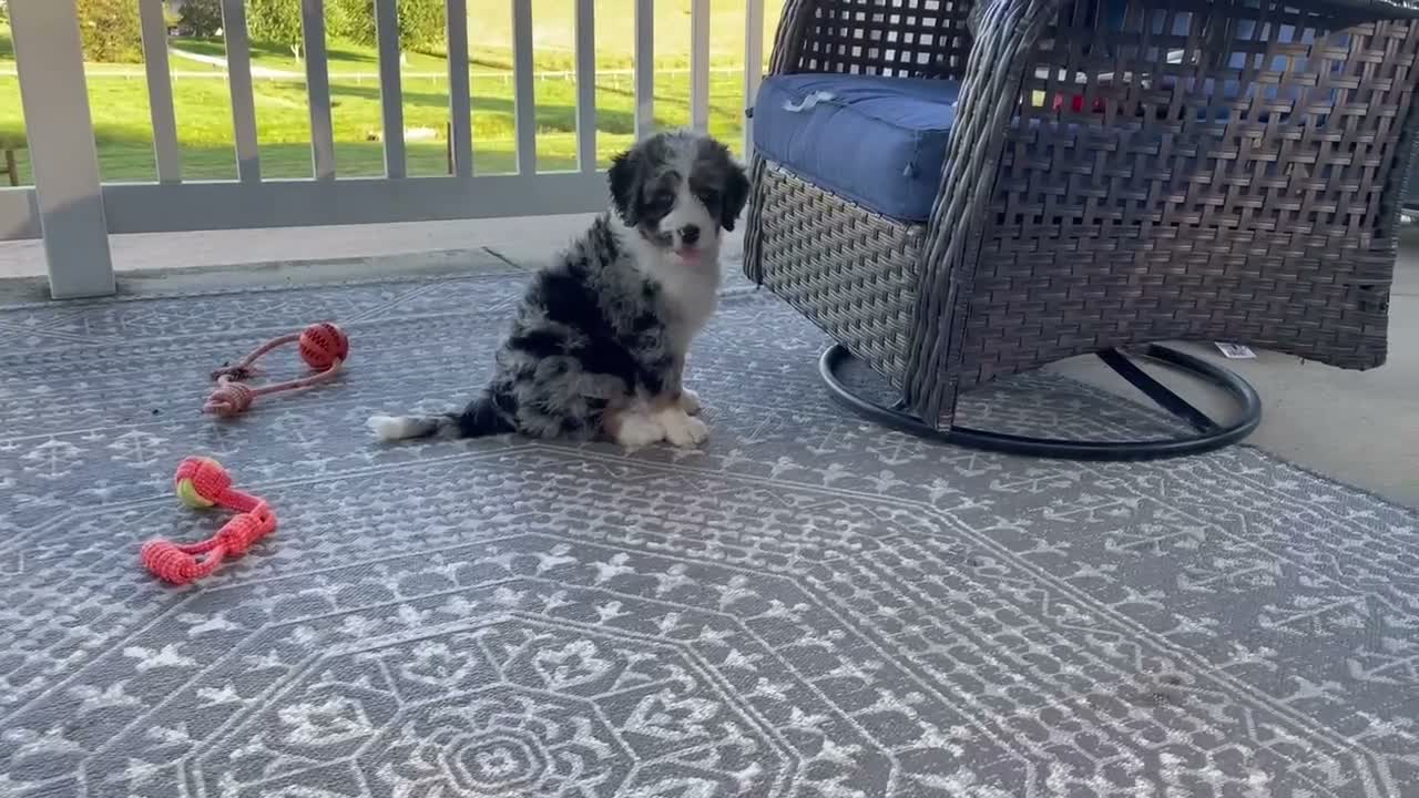 Bernedoodle dogs for sale: Winnie - Video 1