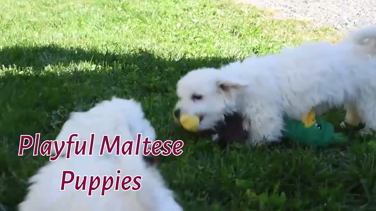 Maltese dogs for sale: Bryson 🐾 - Video 2