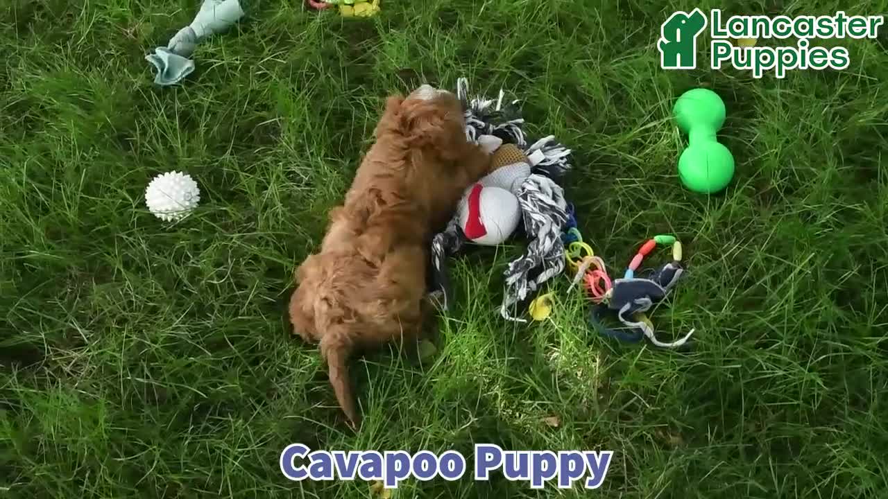 Cavapoo dogs for sale: Zachary - Video 1